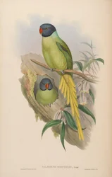 Palaeornis schisticeps = Psittacula finschii